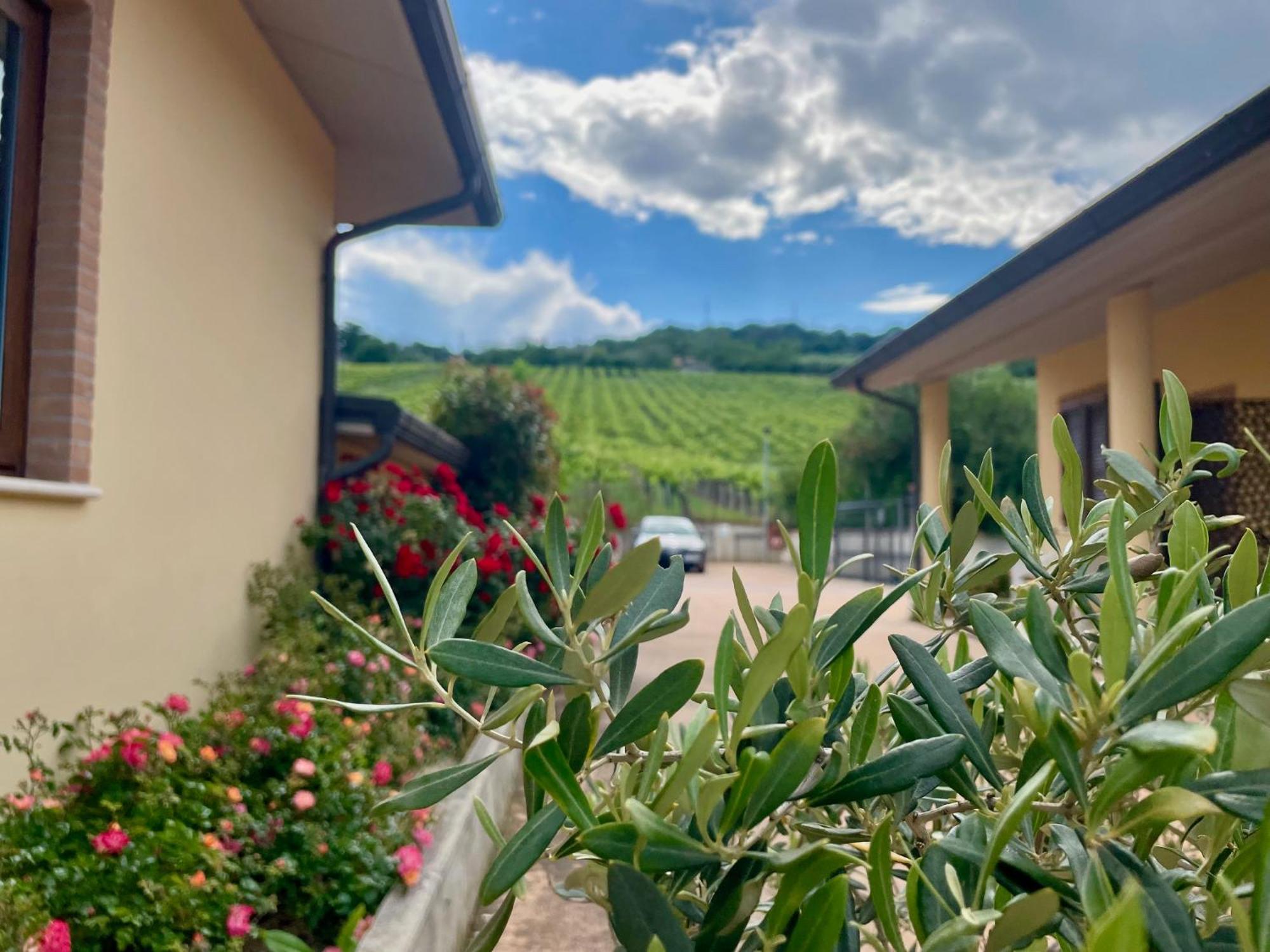 Villa Rosa Di Martinsicuro Vigneto - Italian Restaurant & B&B מראה חיצוני תמונה